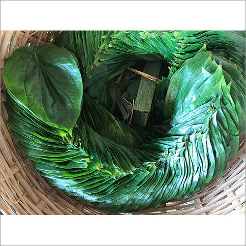 Green Betel Leaf - Naturally Green Leaves | Antimicrobial, Anti-cancer, Glucose Control, Wound Healing Benefits