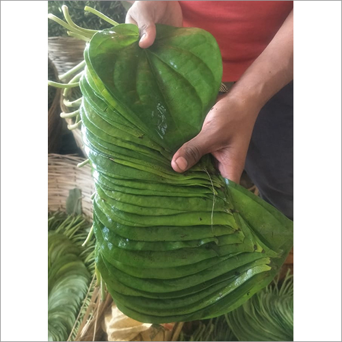 Green Betel Leaf - Naturally Green Leaves | Antimicrobial, Anti-cancer, Glucose Control, Wound Healing Benefits