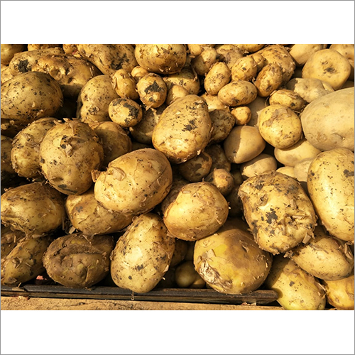 Fresh Potato - Seasoned Flavor Profile | Ideal For Culinary Applications And Unique Taste Enhancements