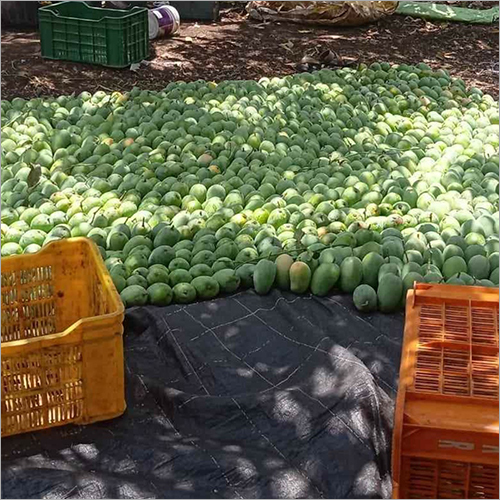 Kesar Mango