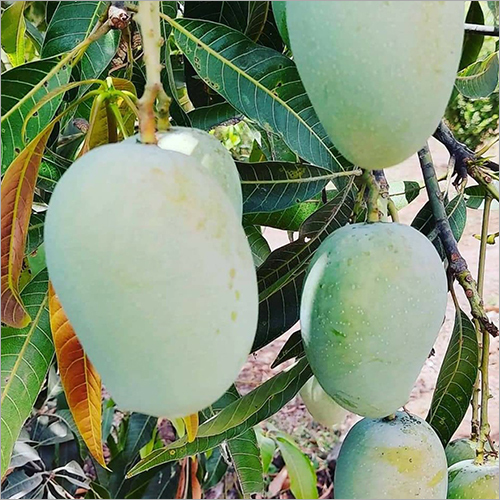 Kesar Mango