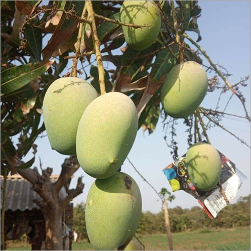 Kesar Mango