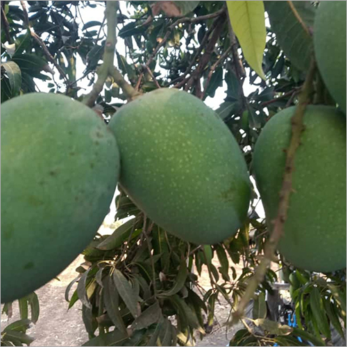 Kesar Mango