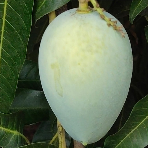 Kesar Aam