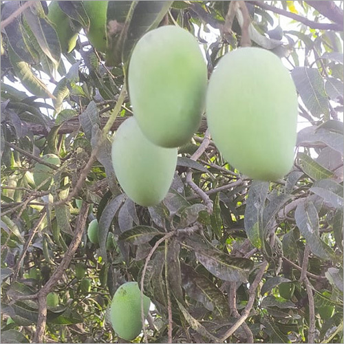 Kesar Aam
