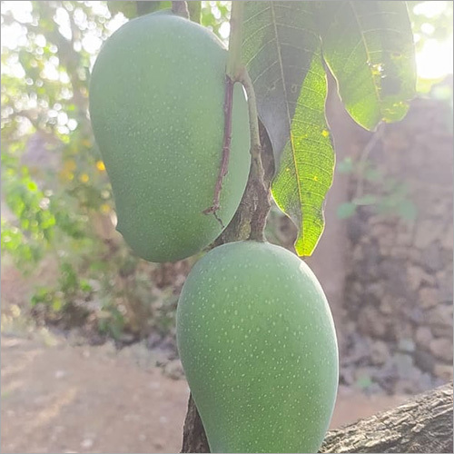 Kesar Aam