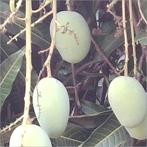 Kesar Aam