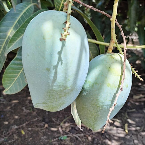 Kesar Aam