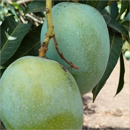 Kesar Aam