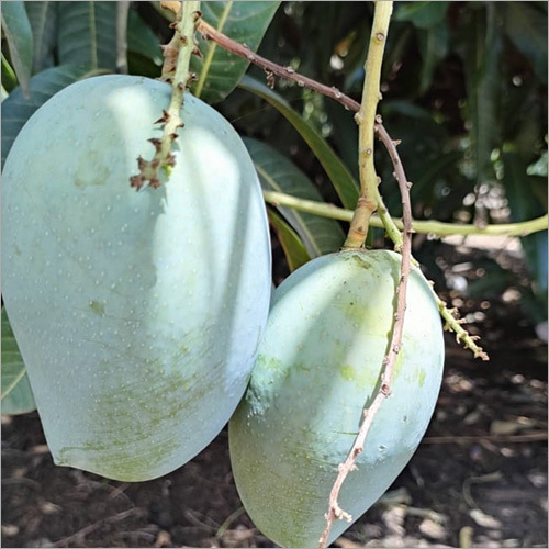 Kesar Aam