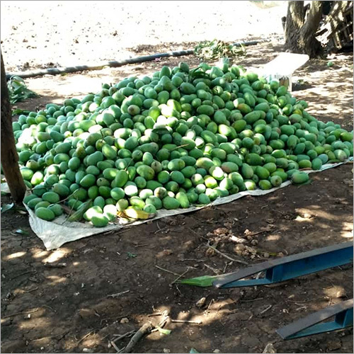 Kesar Aam