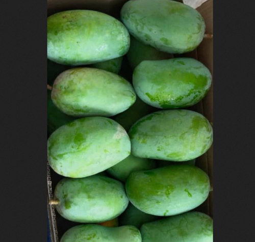 10 किलो कार्टून में बी ग्रेड केसर आम - 33 से 40 तस्वीर - 400 रुपये