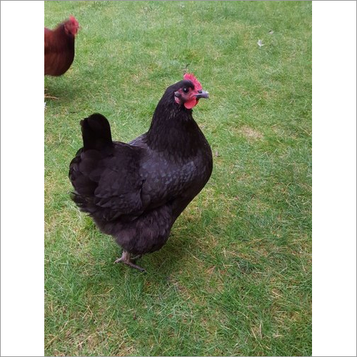 Female Kadaknath Chicken