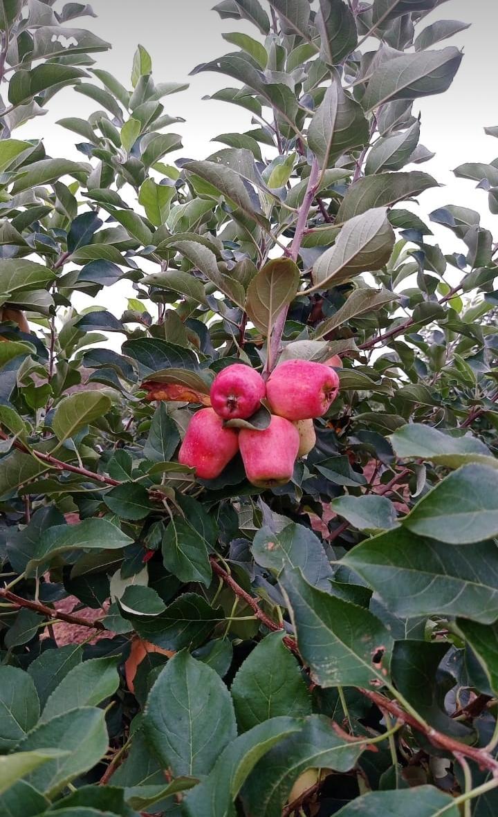 Natural Apple Fruit Plant