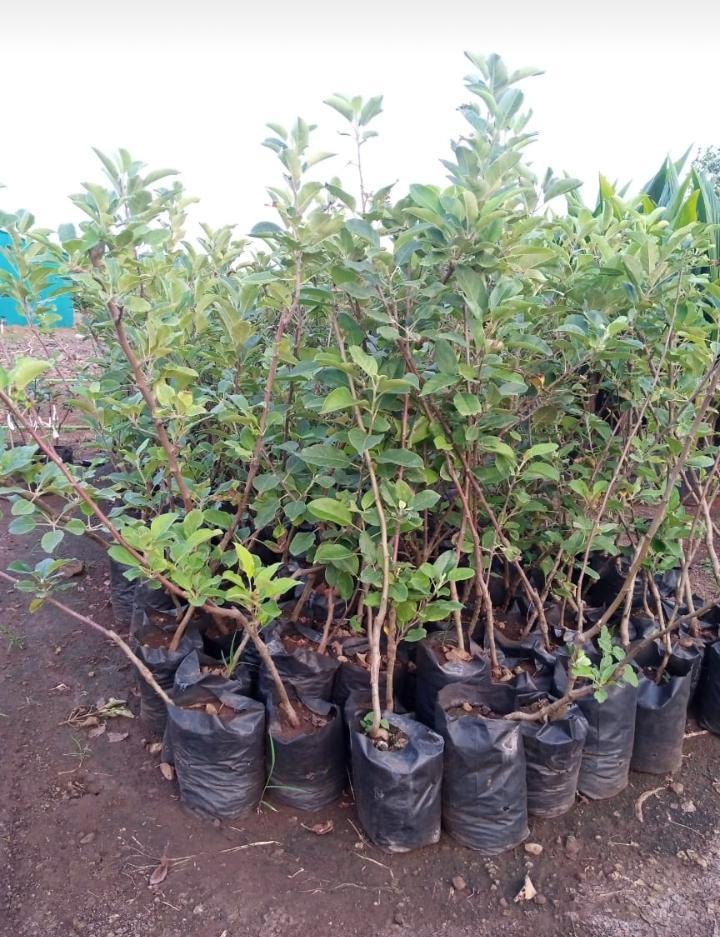 Natural Apple Fruit Plant