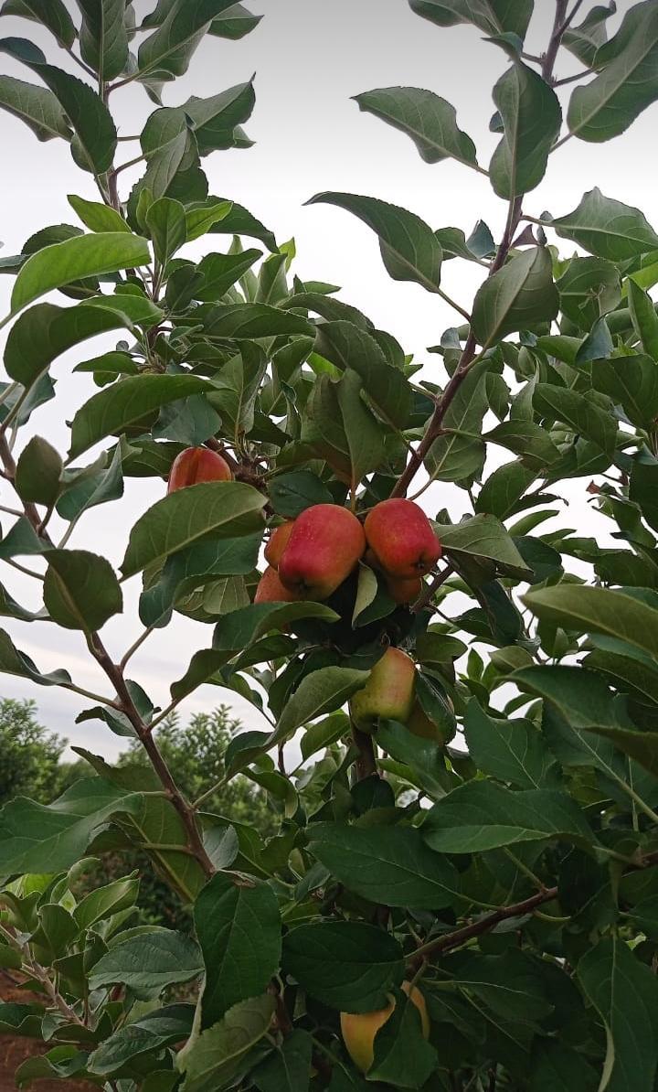 Natural Apple Fruit Plant