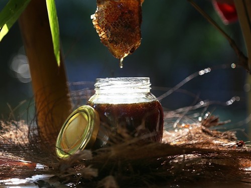 Forest Honey