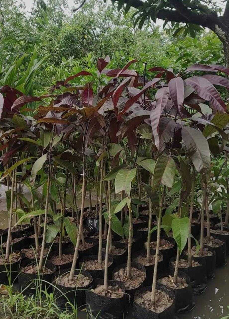 Black Stone Mango Plants