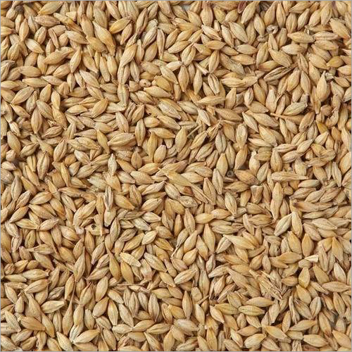 Barley Seeds