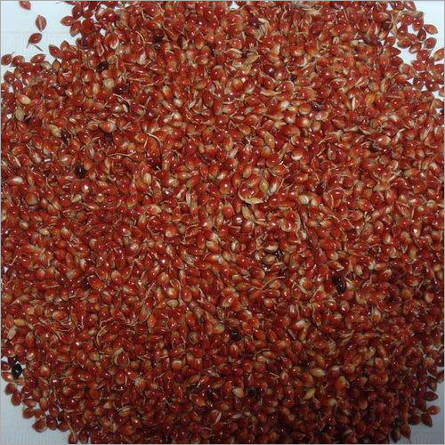 Red Fodder Seed