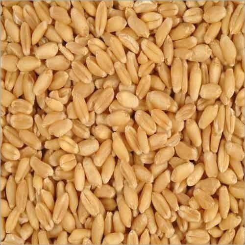 Wheat Seed