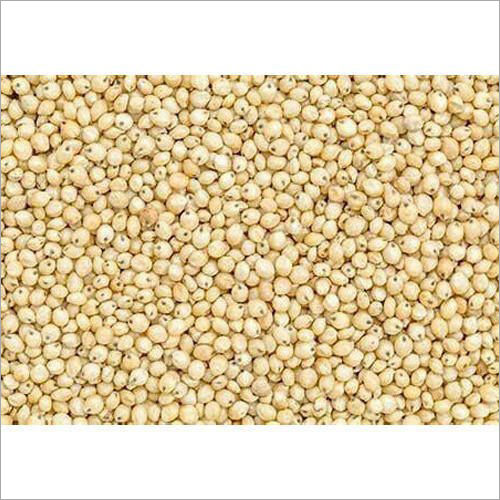 Sorghum Seeds