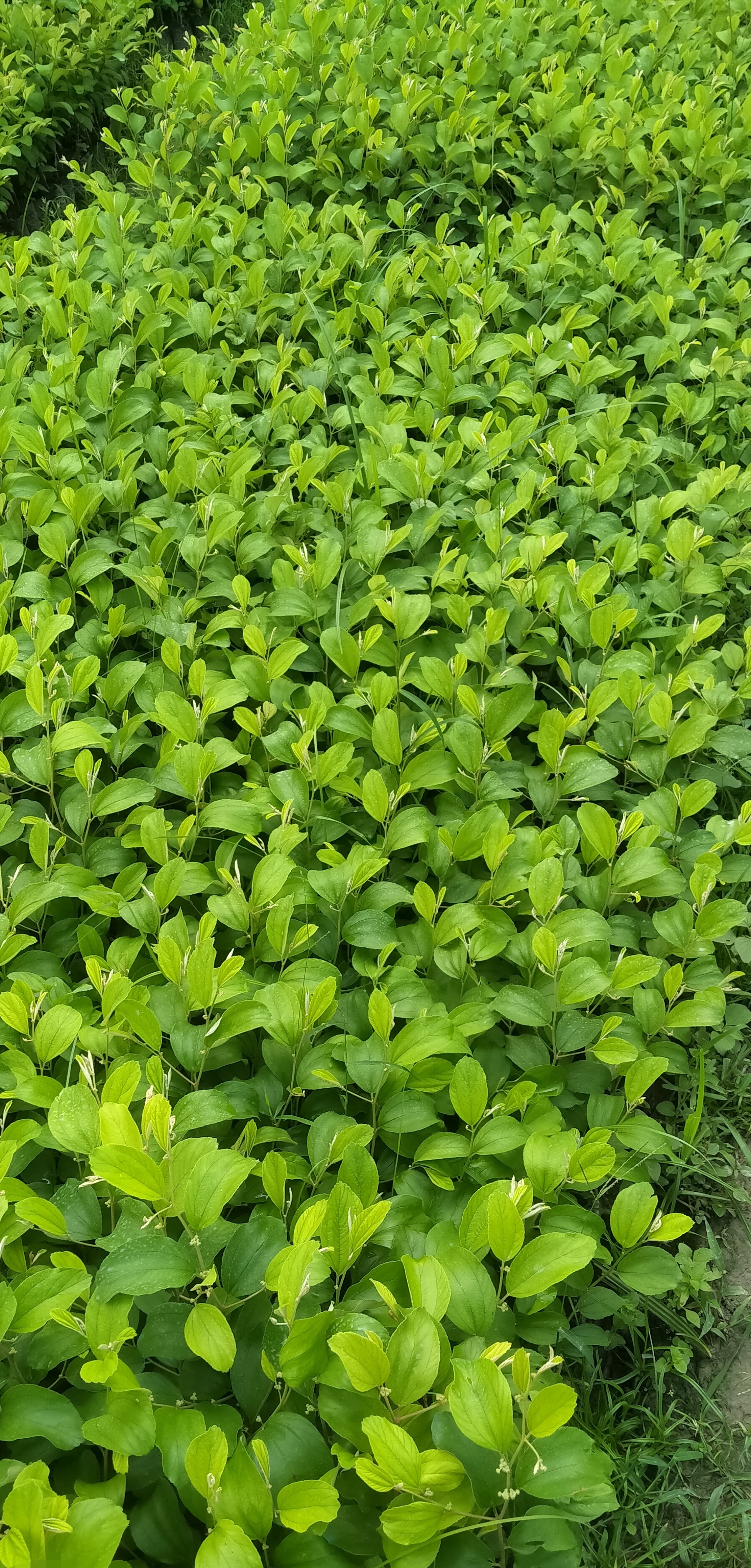 Thai Green Apple Ber