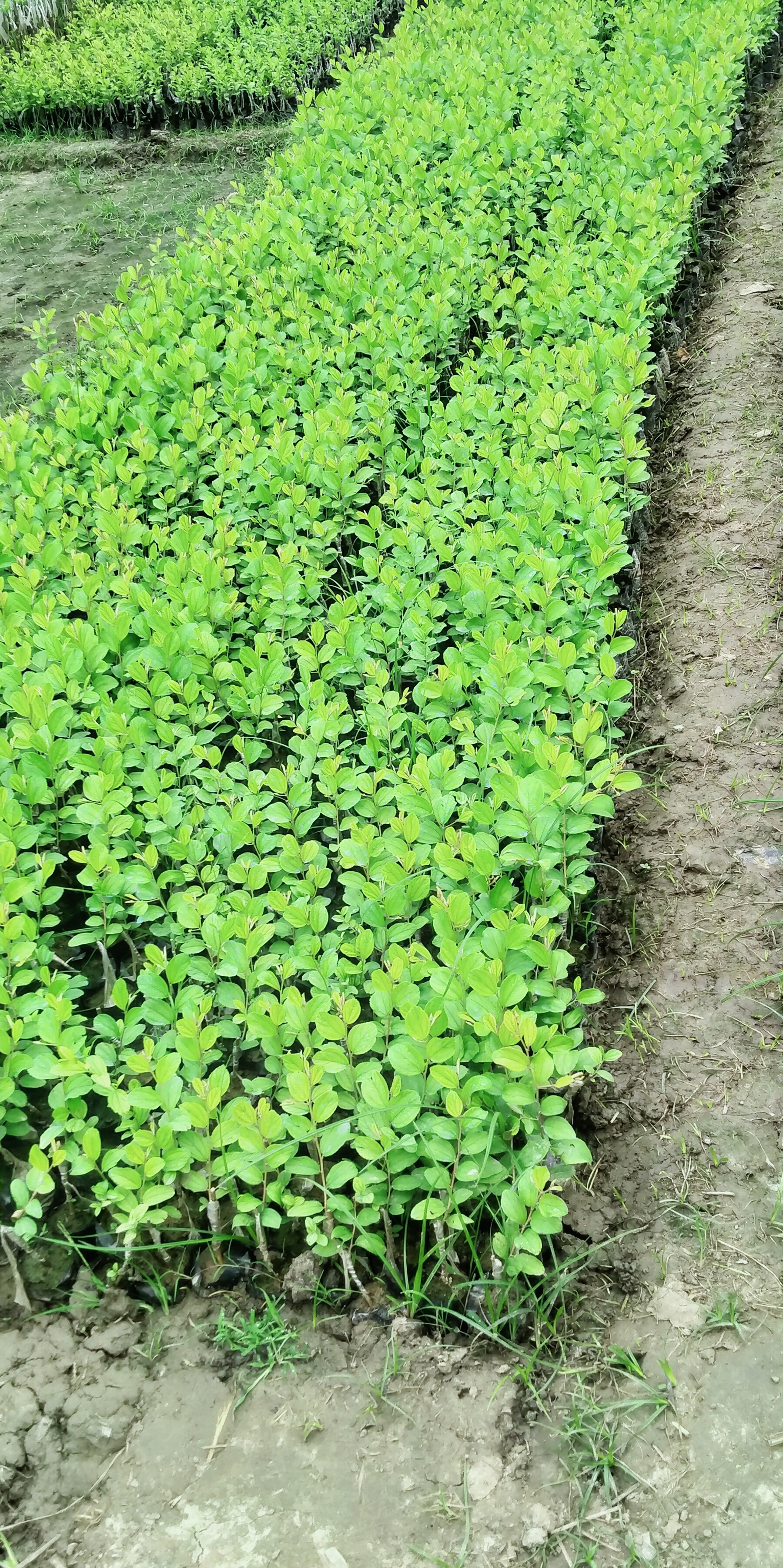 Thai Green Apple Ber