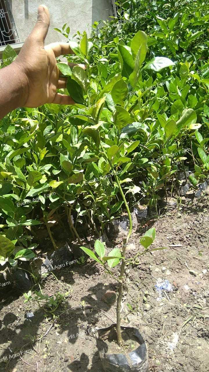 Seedless Lemon Plants