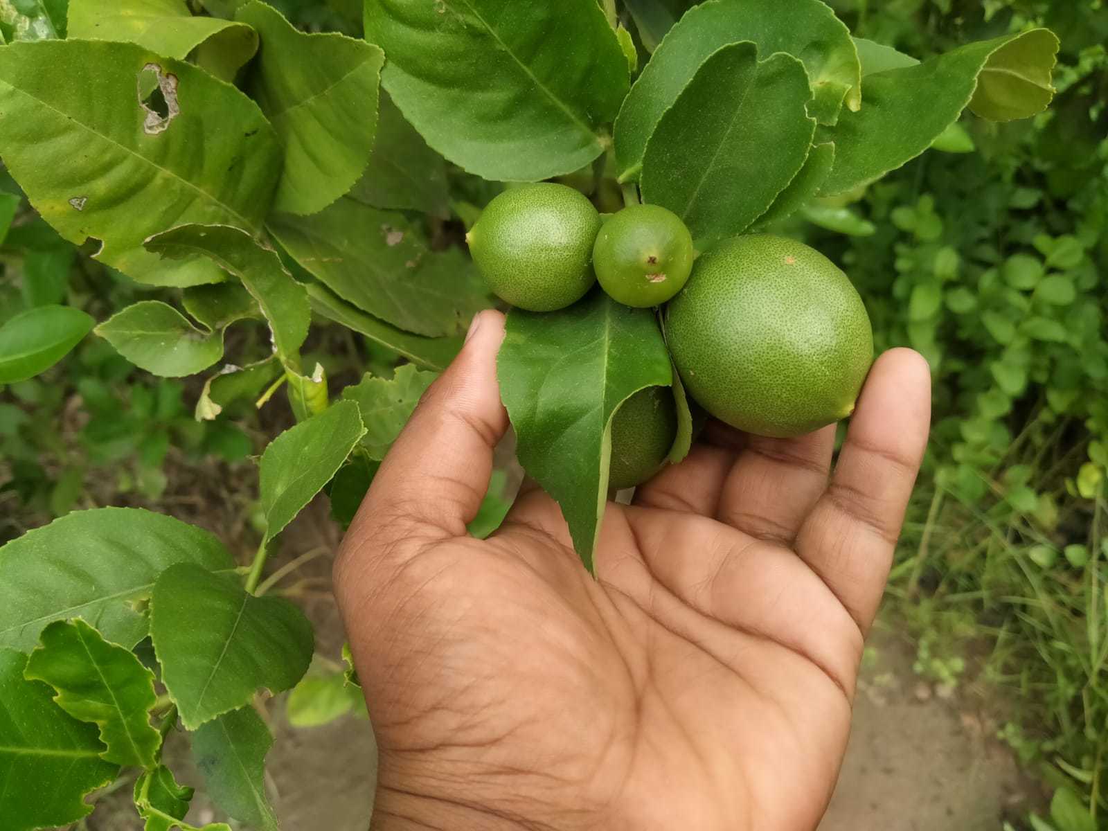 Seedless Lemon Plants