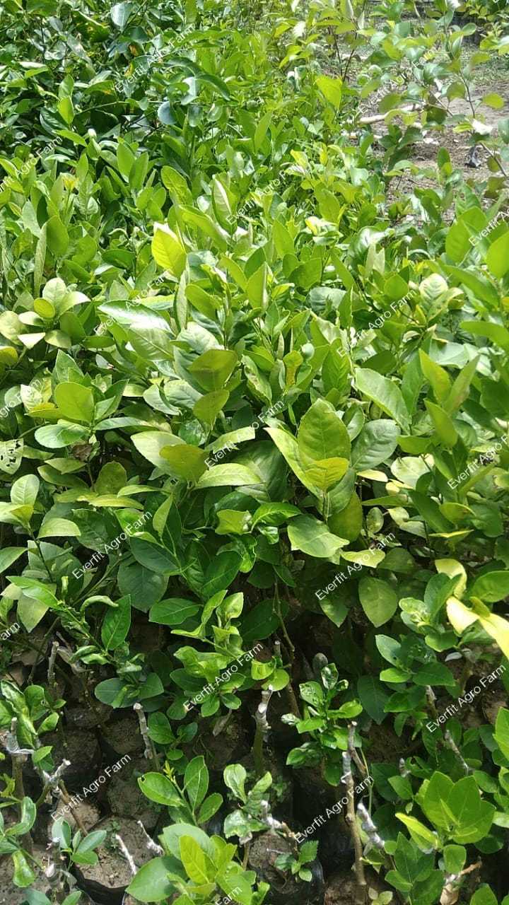 Seedless Lemon Plants