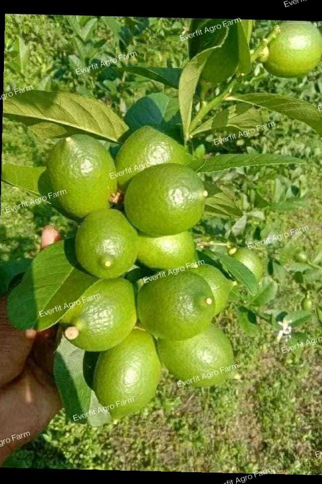 Seedless Lemon Plants