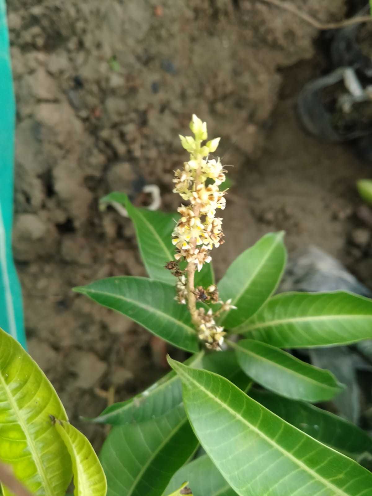 All Time Mango Plant