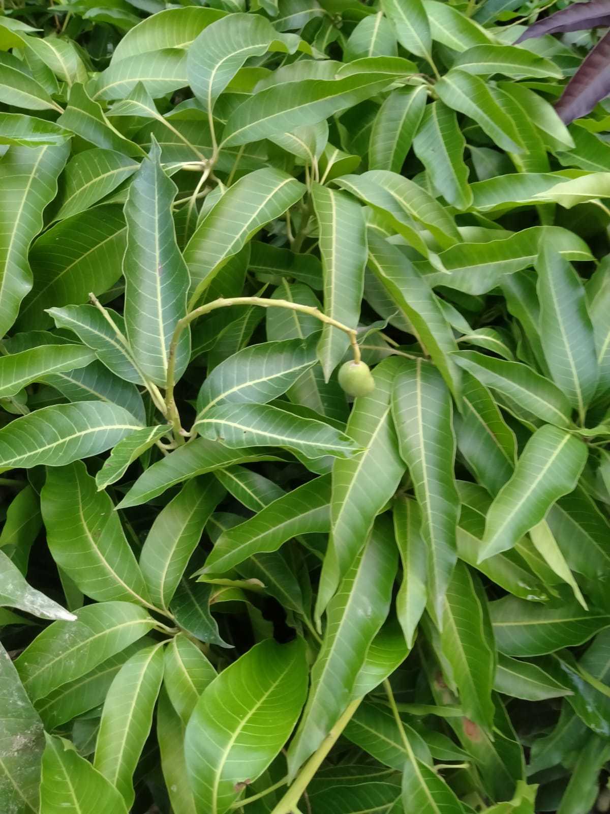 All Time Mango Plant