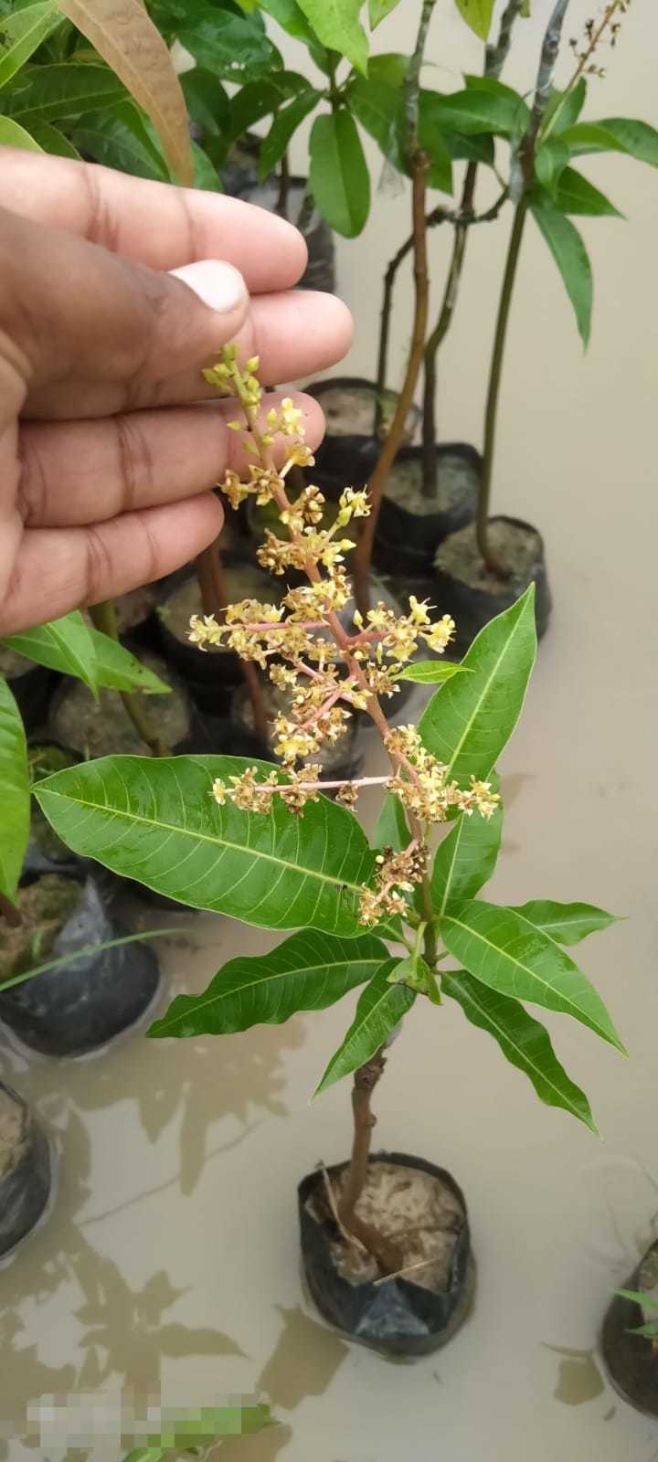 All Time Mango Plant