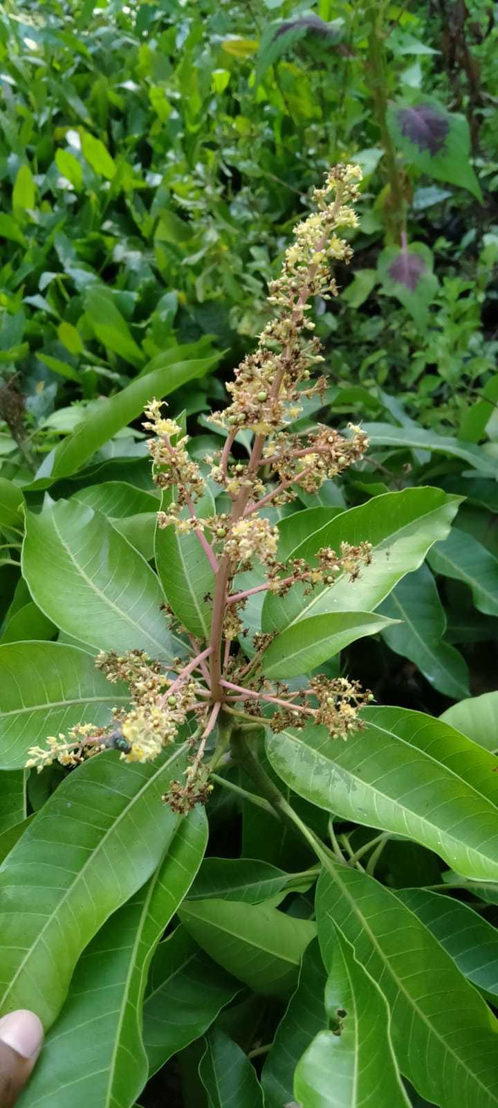 All Time Mango Plant