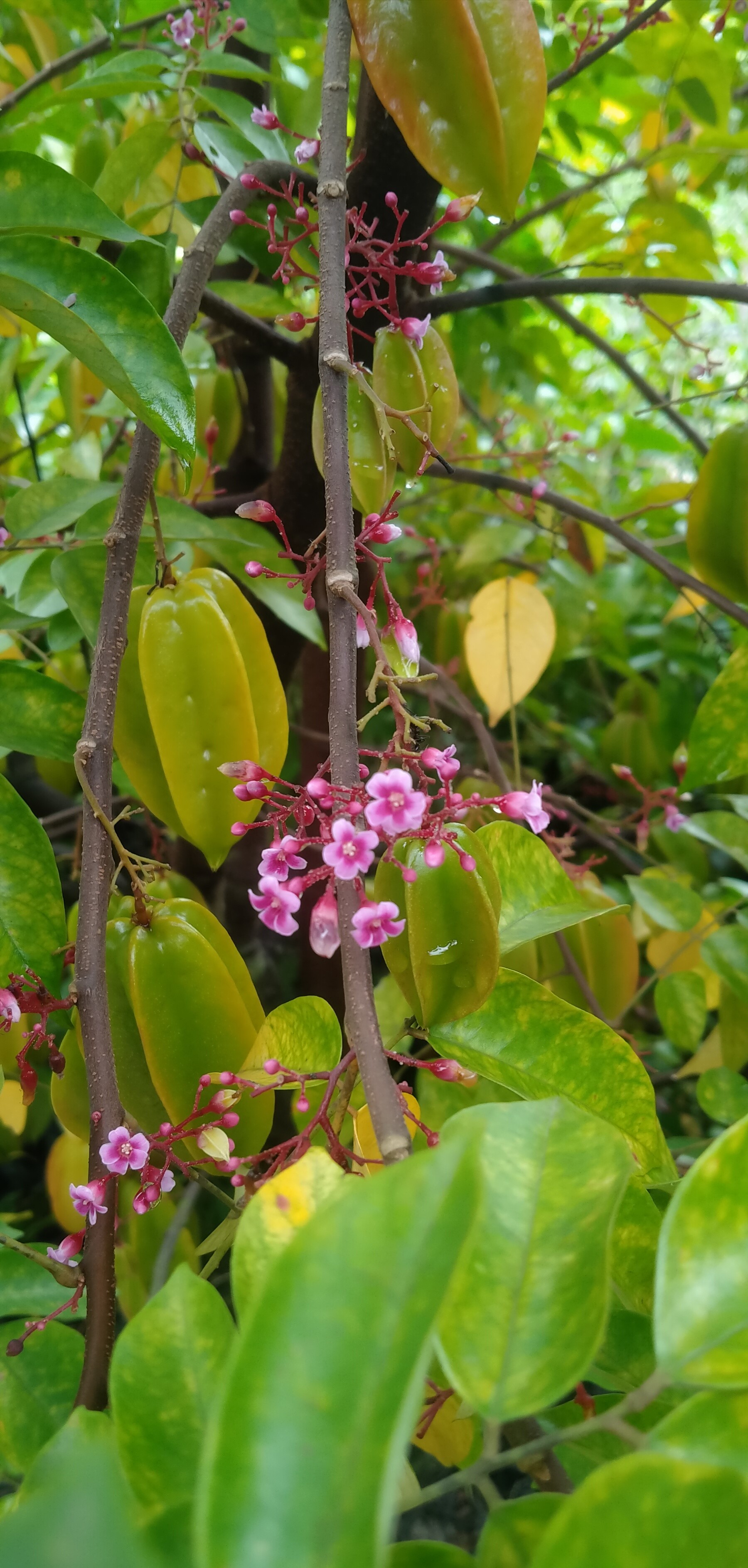 Sweet Star Fruit Plants