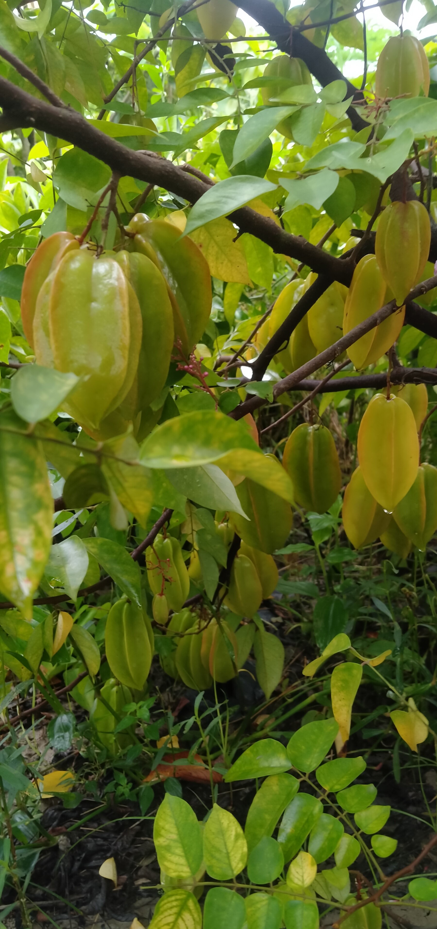 Sweet Star Fruit Plants