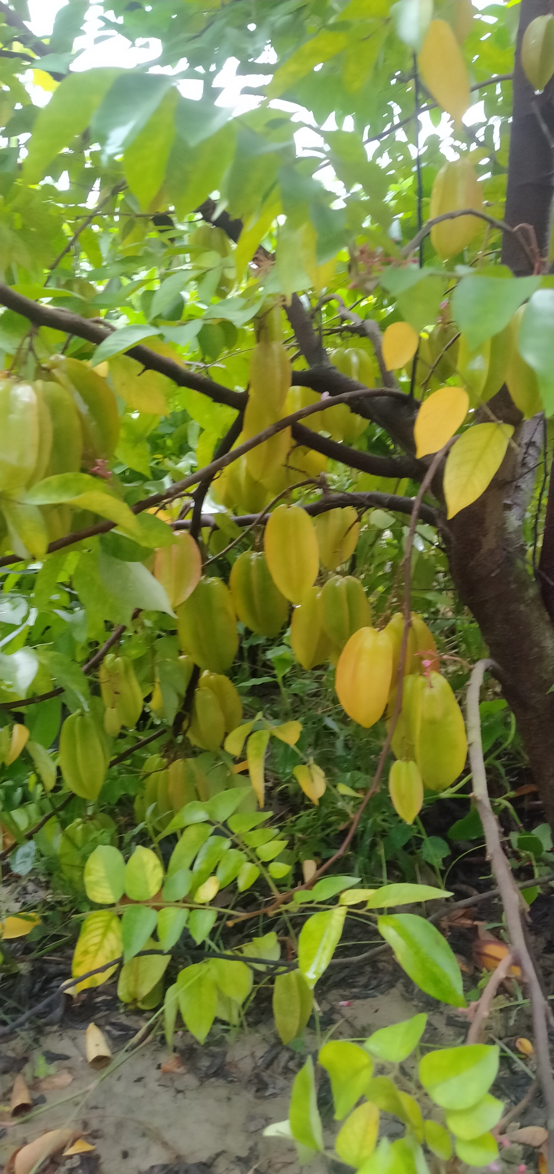 Sweet Star Fruit Plants