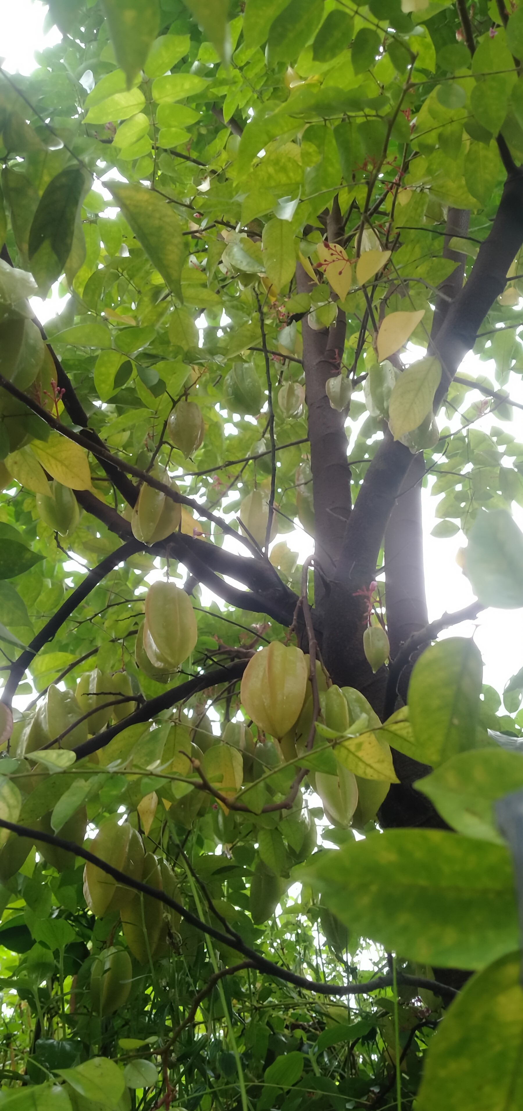 Sweet Star Fruit Plants