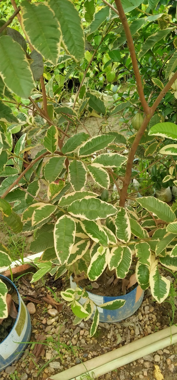 Variegated Guava Plants