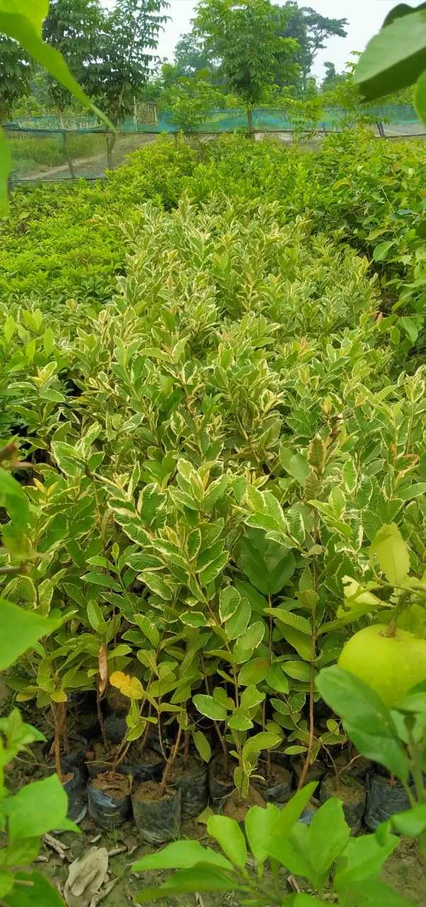 Variegated Guava Plants