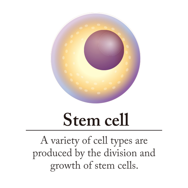 Stem Lash Serum Age Group: All Age Group