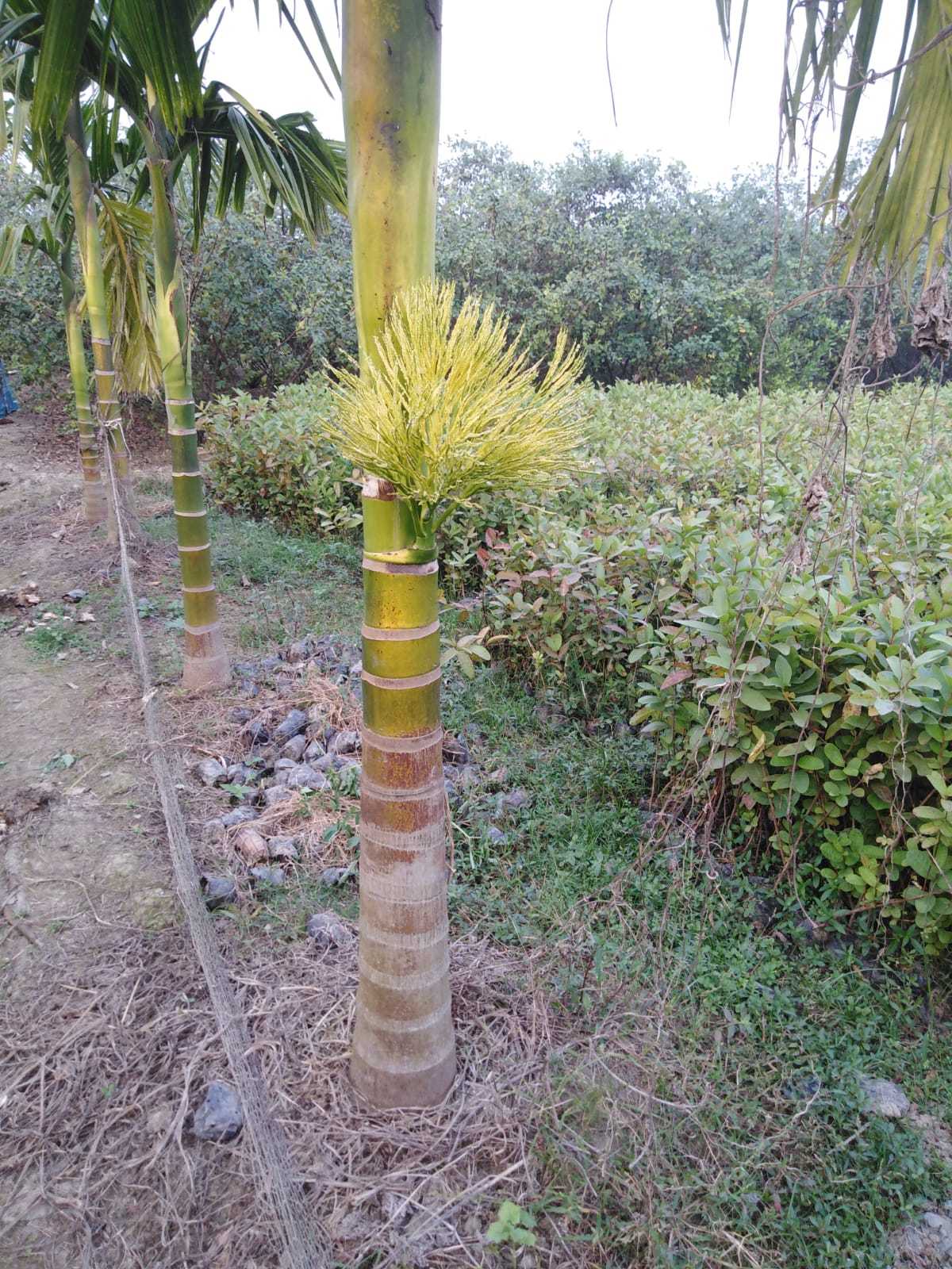 Grafting Supari Plants