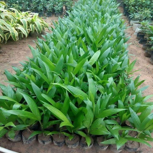 Grafting Supari Plants