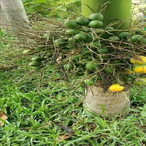 Grafting Supari Plants
