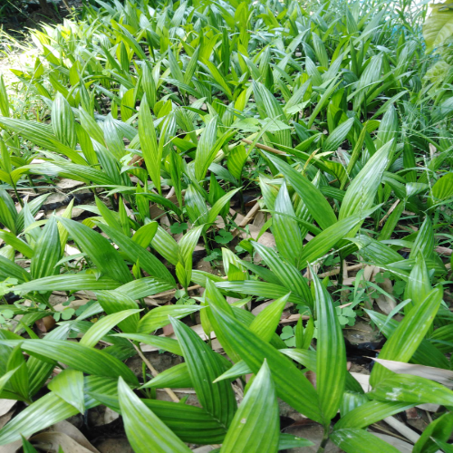 Grafting Supari Plants