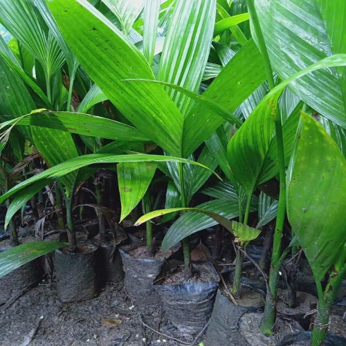 Grafting Supari Plants