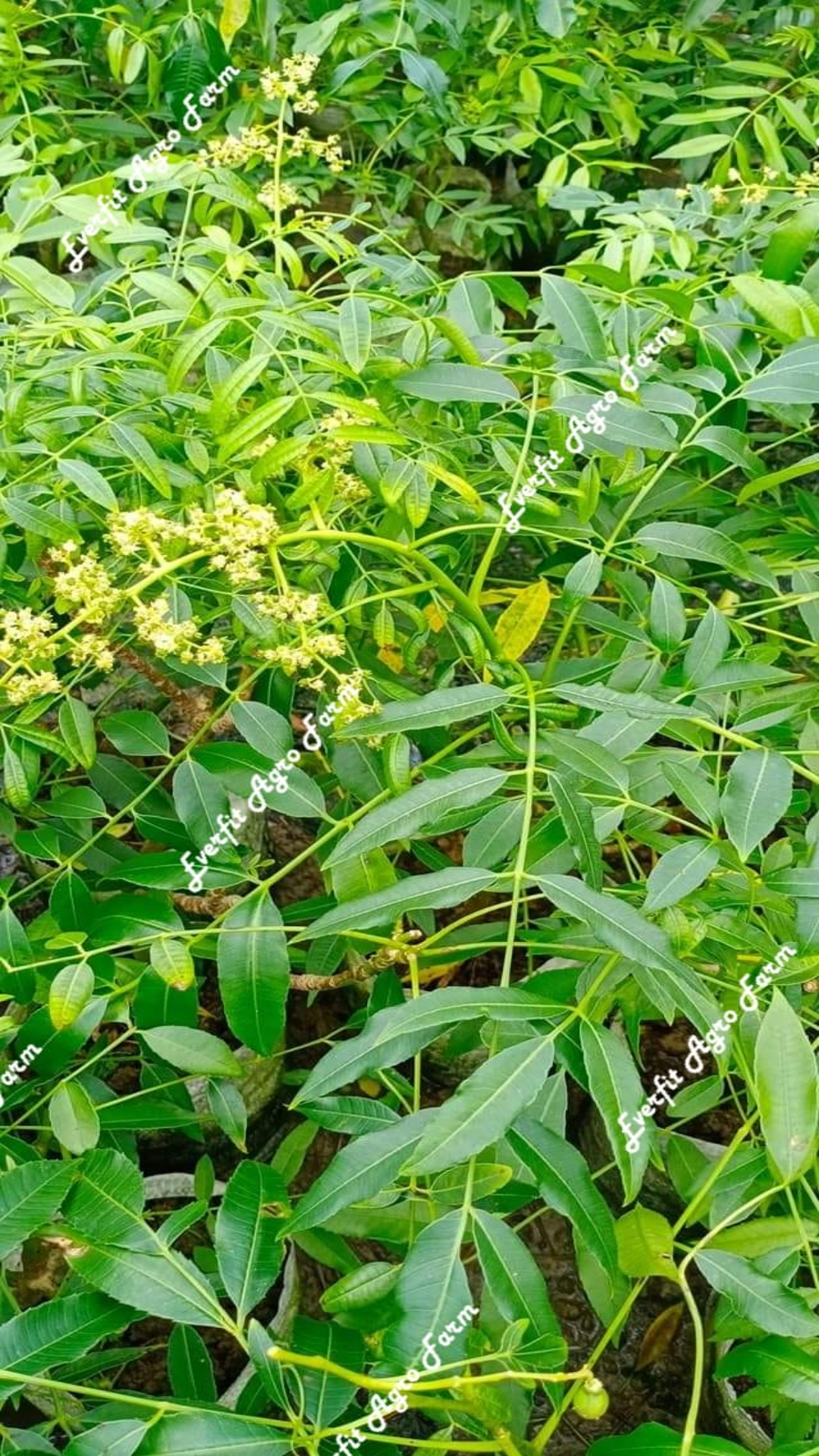 Amra Fruit Plants
