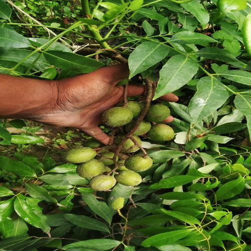 Amra Fruit Plants